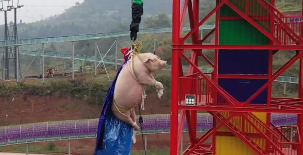 景區回應讓豬蹦極 稱思慮不周搞笑的是豬隨后就送屠宰場了